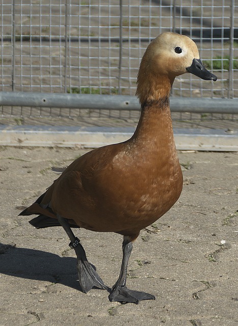 本场比赛有